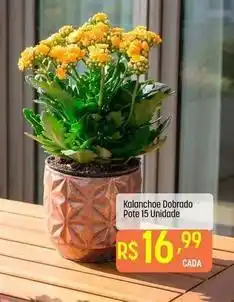 Kalanchoe dobrado pote 15 unidade