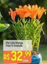 Muffato Flor - lirio orange oferta