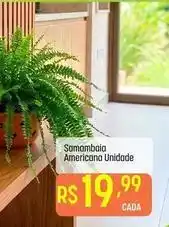 Muffato Samambaia americana unidade oferta