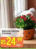 Muffato 21 - kalanchoe pote unidade oferta