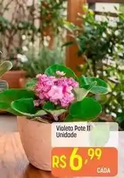 Muffato Violeta pote oferta