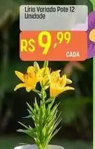 Muffato Lirio variado pote 12 unidade oferta