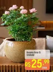 Muffato Único - roseira pote 15 oferta