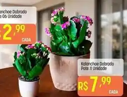 Muffato Kalanchoe dobrado pote oferta