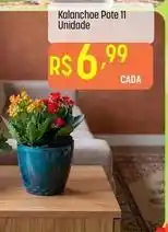 Muffato Kalanchoe pote 11 unidade oferta