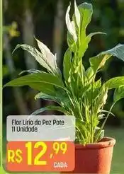 Muffato Flor - lirio da paz pote 11 unidade oferta