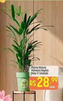 Muffato Rapha - planta natura palmeira pote 17 oferta