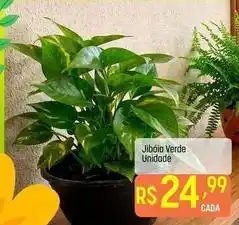 Muffato Único - jiboia verde oferta