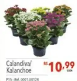 Gigante Atacadista Calandiva/ Kalanchoe oferta