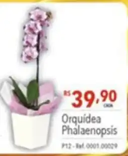 Gigante Atacadista Orquídea Phalaenopsis oferta