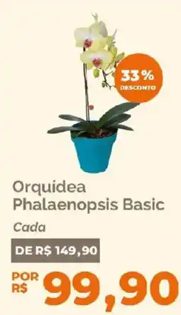 Oba Hortifruti Orquídea Phalaenopsis Basic oferta