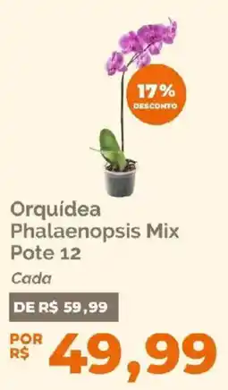 Oba Hortifruti Orquídea Phalaenopsis Mix oferta