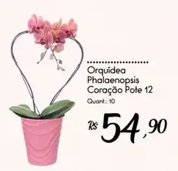 Giassi Supermercados Orquídea Phalaenopsis Coração Pote 12 oferta
