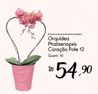 Orquídea Phalaenopsis Coração Pote 12