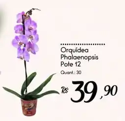 Giassi Supermercados Orquídea phalaenopsis oferta