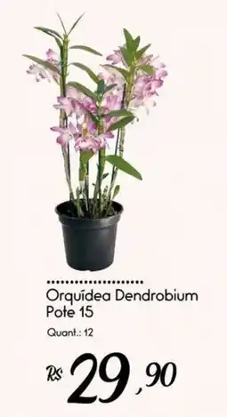 Giassi Supermercados Orquídea Dendrobium oferta