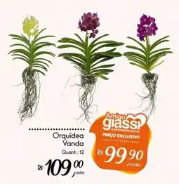 Giassi Supermercados Orquídea Vanda oferta