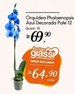 Giassi Supermercados Orquídea phalaenopsis azul decorada pote 12 oferta