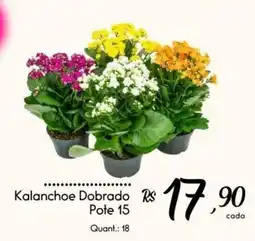 Giassi Supermercados Kalanchoe Dobrado oferta