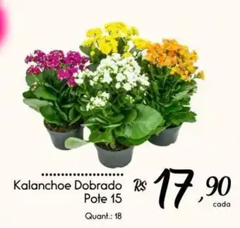 Kalanchoe Dobrado