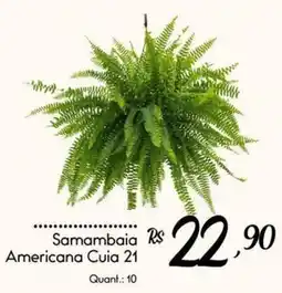 Giassi Supermercados Samambaia Americana Cuia 21 oferta