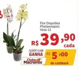 Macromix Atacado flor orquidea phalaenopsis oferta