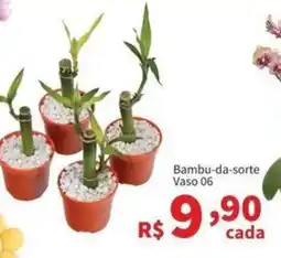 Macromix Atacado Bambu-da-sorte Vaso 06 oferta