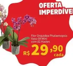 Macromix Atacado flor orquidea phalaenopsis oferta
