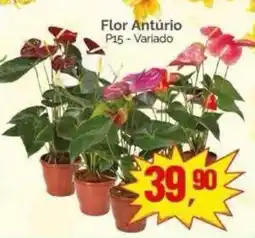 Supermercados Rena Flor Antúrio Variado oferta