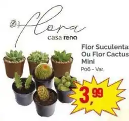 Supermercados Rena Flor Suculenta Ou Flor Cactus Mini oferta