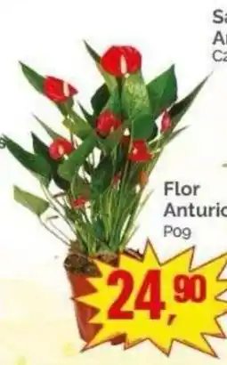 Supermercados Rena Flor anturio pog oferta
