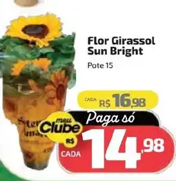 Supermercado Jacomar Flor Girassol Sun Bright oferta