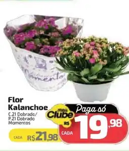 Supermercado Jacomar Flor Kalanchoe oferta