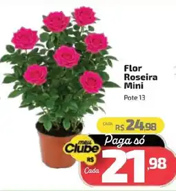 Supermercado Jacomar Flor Roseira Mini oferta