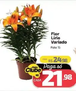Supermercado Jacomar Flor Lírio Variado oferta