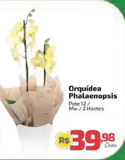 Supermercado Jacomar Orquídea Phalaenopsis oferta