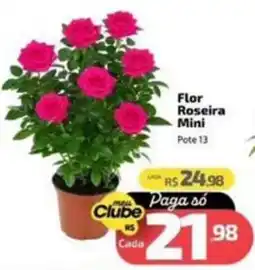 Supermercado Jacomar Flor Roseira Mini oferta