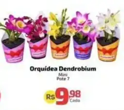 Supermercado Jacomar Orquídea Dendrobium oferta