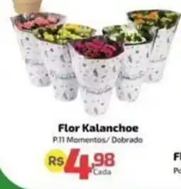 Supermercado Jacomar Flor Kalanchoe oferta