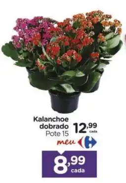 Carrefour Kalanchoe dobrado oferta