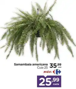 Carrefour Samambaia americana oferta