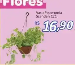 Supermercados Savegnago Vaso Peperomia Scanden C21 oferta