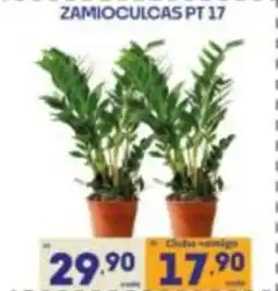 Supermercados Avenida Zamioculcas pt 17 oferta