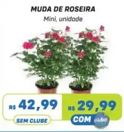 Prezunic Muda de roseira mini, unidade oferta