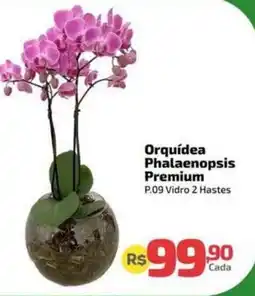 Supermercado Jacomar Orquídea Phalaenopsis Premium oferta