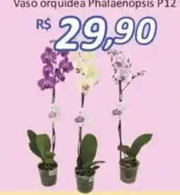 Supermercados Savegnago Vaso orquidea Phalaenopsis P12 oferta