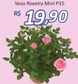 Supermercados Savegnago Vaso Roseira Mini P15 oferta