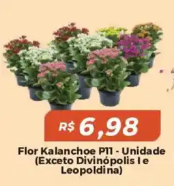 Mart Minas Flor Kalanchoe P11 oferta