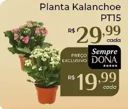 Dona de Casa Planta Kalanchoe oferta