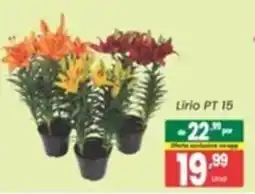 Primor Supermercado Lírio pt 15 oferta